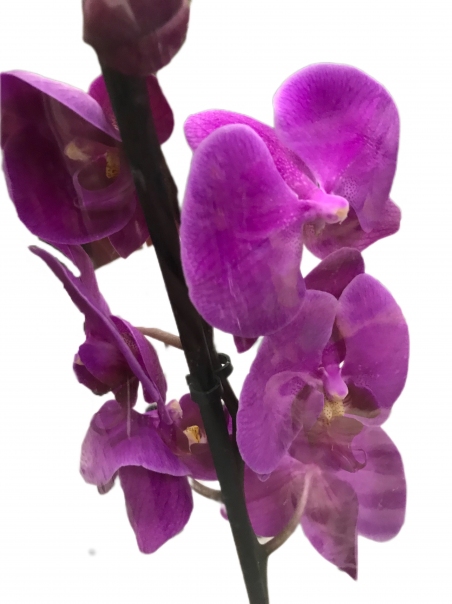 Орхидея Фаленопсис (фиолетовая)