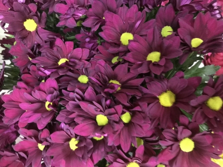 Хризантема кустовая (цвет-фиолетовый)