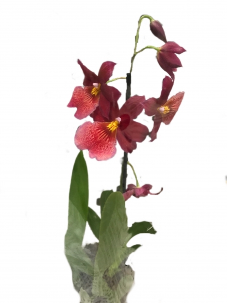 Орхидея Цимбидиум (красно-розовая)