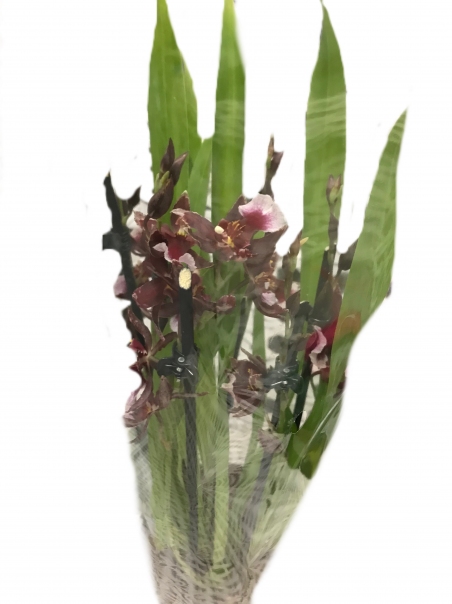Орхидея Камбрия (темно-бордовая)